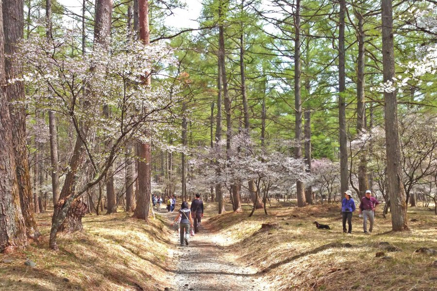 Fujizakura Festival