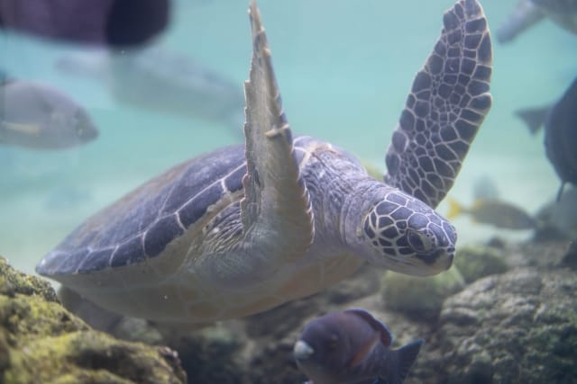 Green Sea Turtle