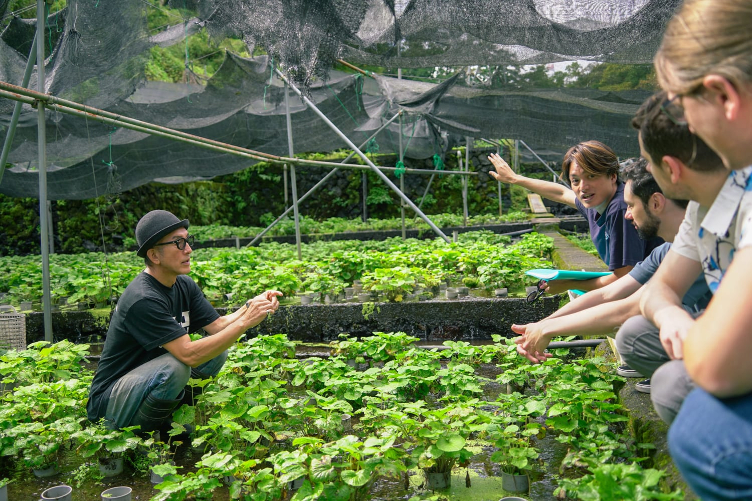 Harvesting Experience at Kikuchi Wasabi Garden