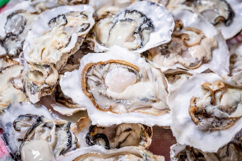 Fukuyama Oyster Festival 2026