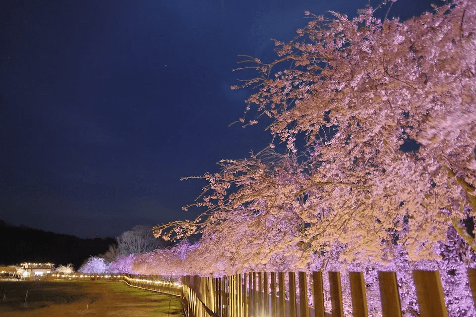 Sera Kogen Farm Cherry Blossom Festival