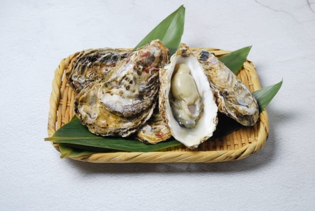 Oysters