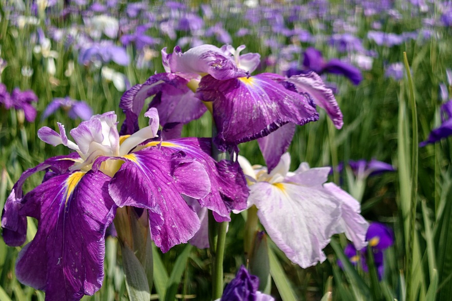 Katsushika Iris Festival