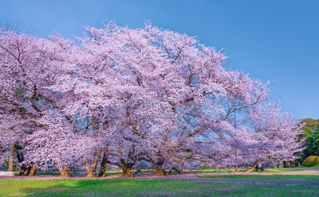 Kinuta Park