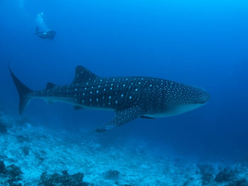 Whale Shark