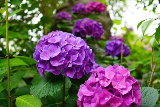 Must-See Events in Hiroshima in June