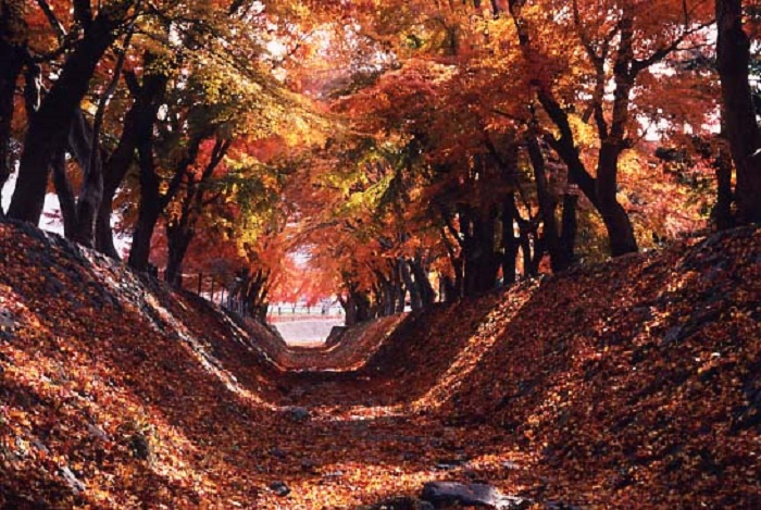 Northern Shore of Lake Kawaguchi