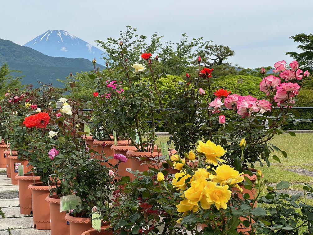 Onshi Hakone Park "Early Summer Rose Exhibition"