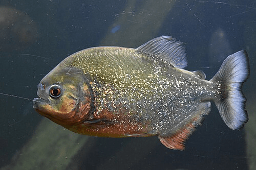 Red Piranha