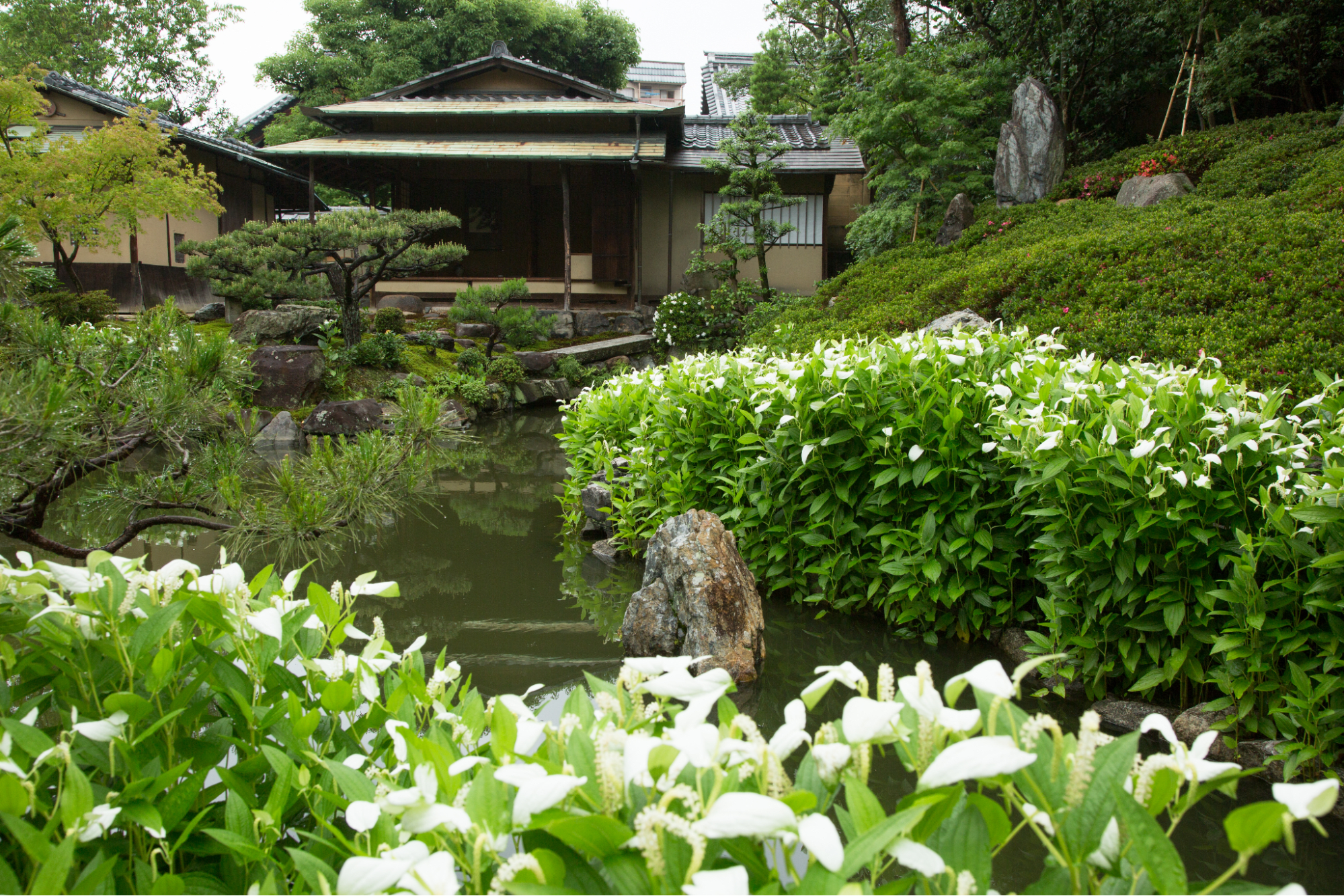 Ryosokuin Temple - Early Summer Garden Special Opening