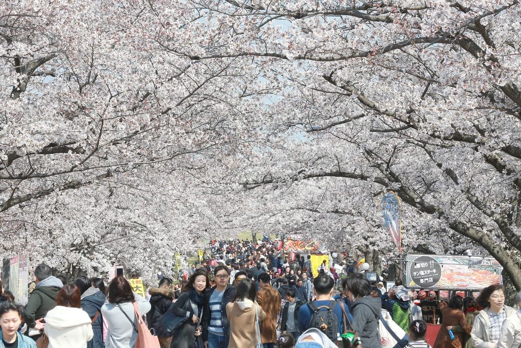 Expo ’70 Commemorative Park Cherry Blossom Festival