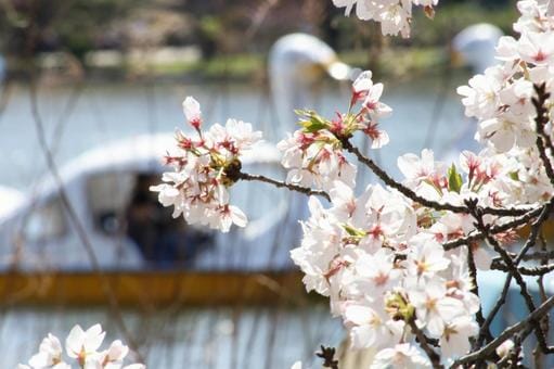 Sakura at Shinobazu Pond