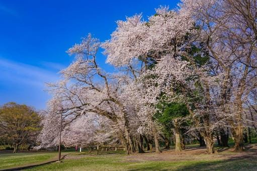 Sakura in Tokyo