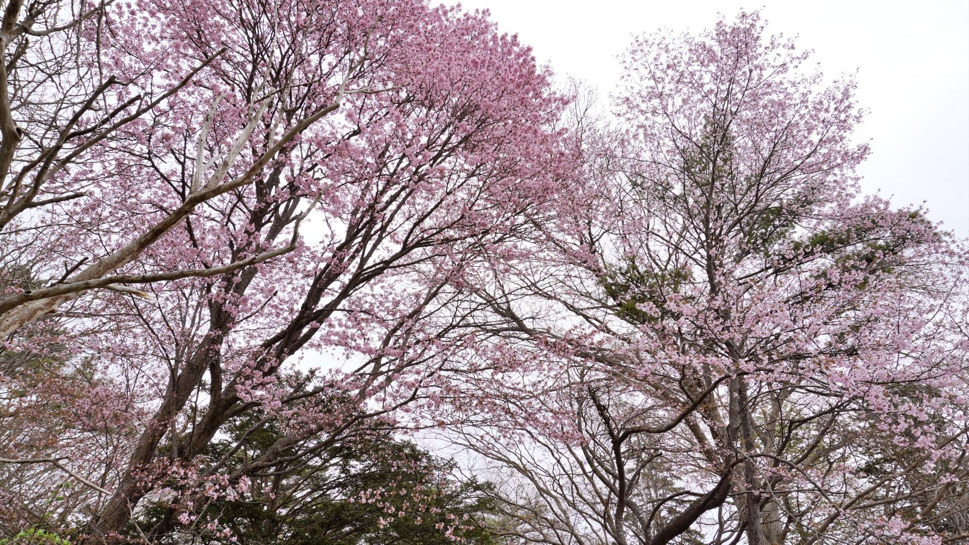 Senkoen Garden