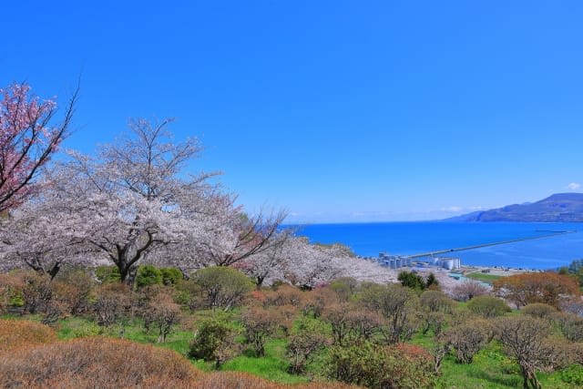 Temiya Park