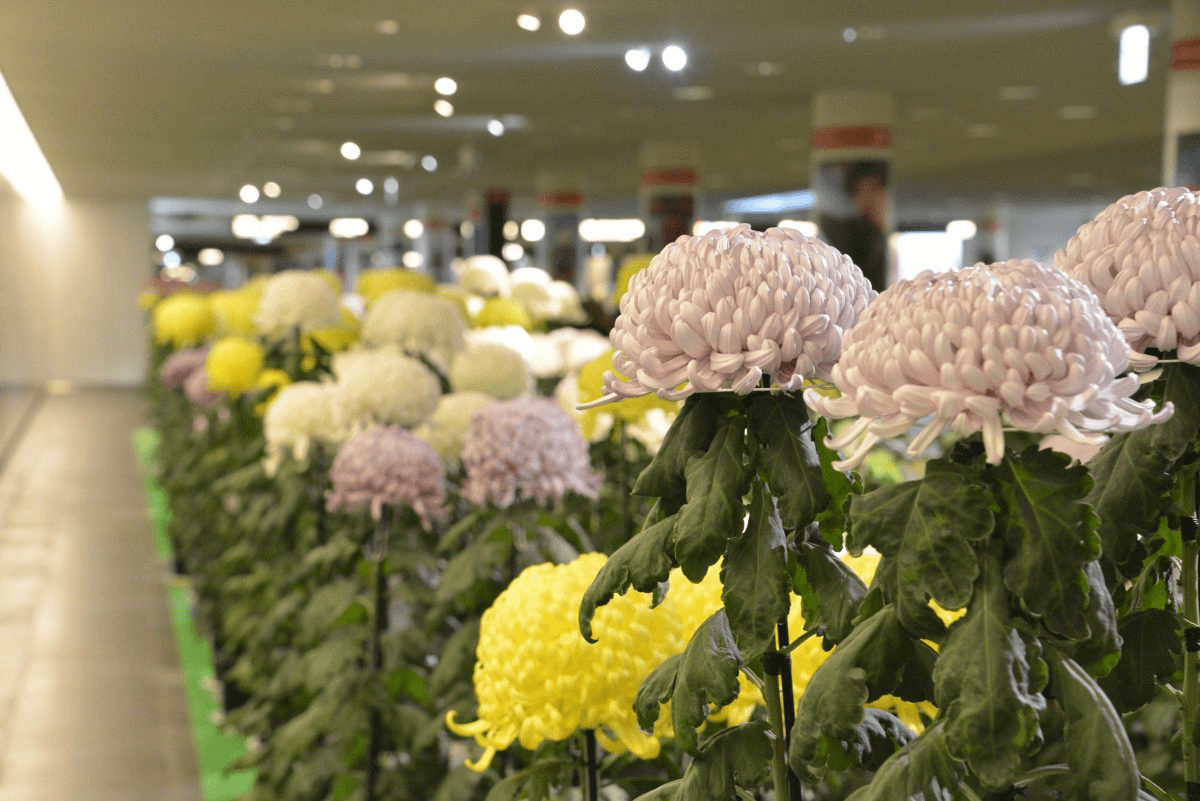 Sapporo Chrysanthemum Festival