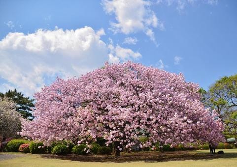 Shinjuku Gyoen