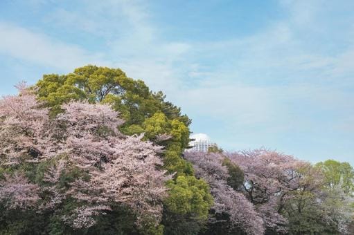 Shinjuku Gyoen