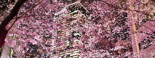 Shibuya Sakuraoka Cherry Blossom Festival