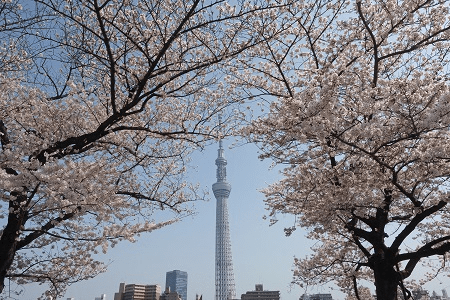 Sumida Park Cherry Blossom Festival