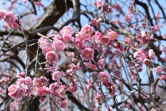 Setagaya Plum Blossom Festival