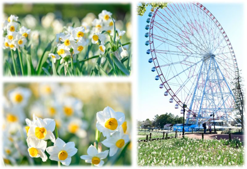 Kasai Rinkai Park "Daffodil Festival"