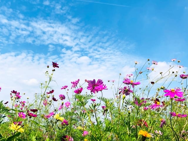 Showa Kinen Park Cosmos Festival