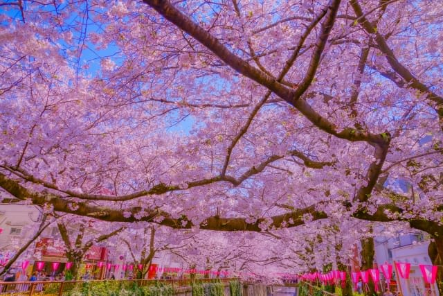 Experience the Magic of Spring in Tokyo: Cherry Blossoms, Festivals, and Seasonal Delights