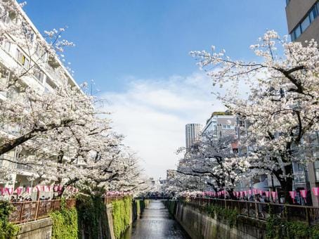 Tokyo Spring View