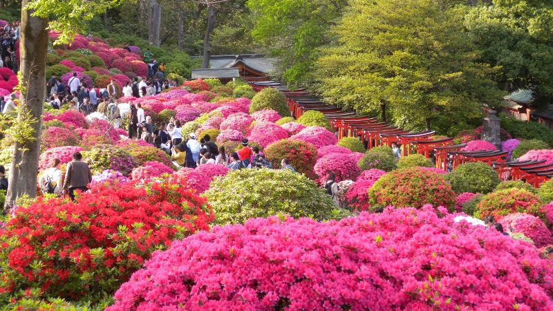 Tsutsuji Garden Opening