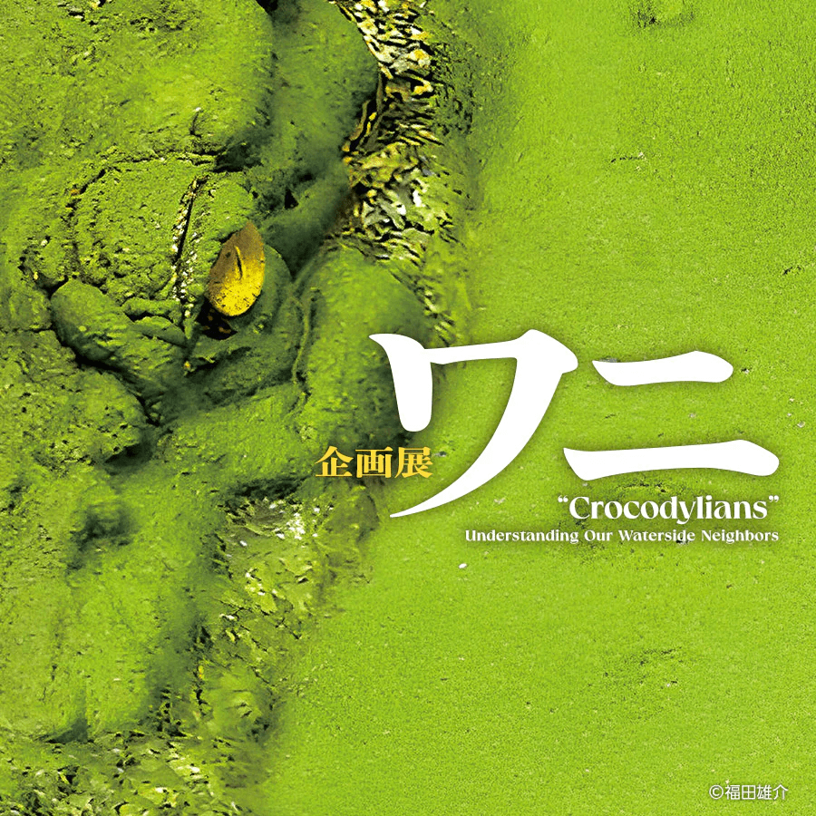 Special Feature Exhibition: Crocodiles
