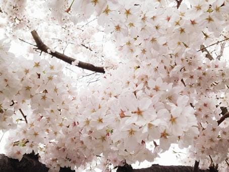 Ueno Sakura