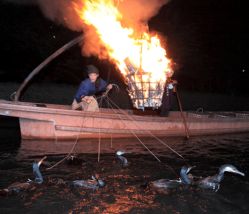 Uji River Cormorant Fishing