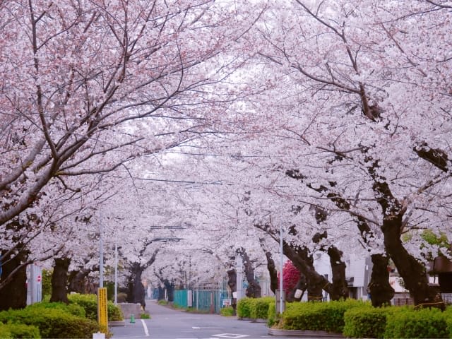 Yanaka Cemetery Cherry