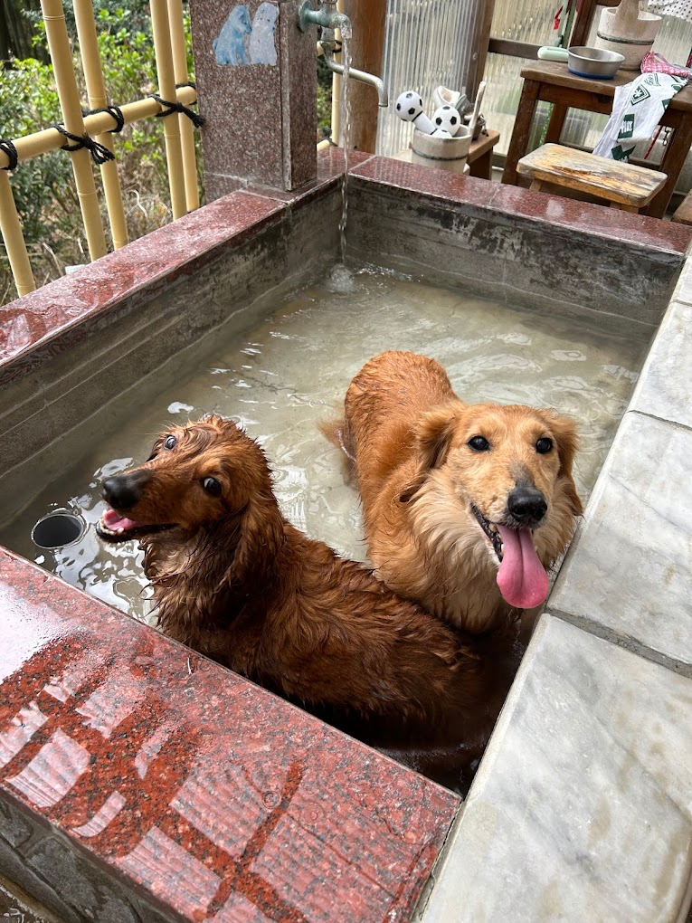 You Might Encounter Adorable Dogs Soaking in Pet Hot Springs!