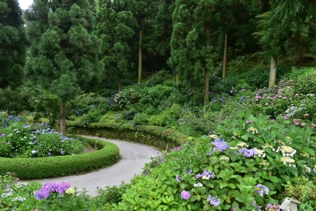 Sankei-en Garden: Best Season for Hydrangeas & Irises