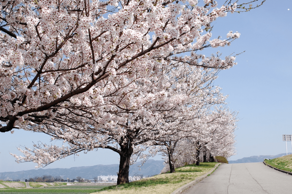 Kawakita Town Cherry Blossom Embankment