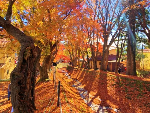 What is Momiji Road?