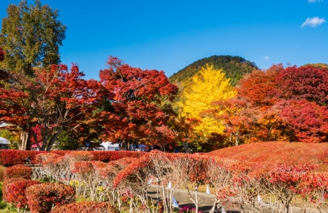 Beautiful coloring of trees centered on Momiji Street and Momiji Road