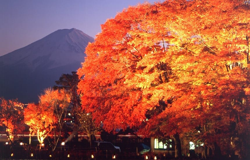 Fuji Kawaguchiko Autumn Leaves Festival