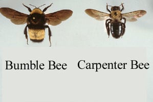 bumble bees/carpenter bees comparison