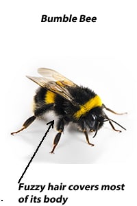 Bumblebee fury