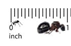 Carpenter Ant Scale