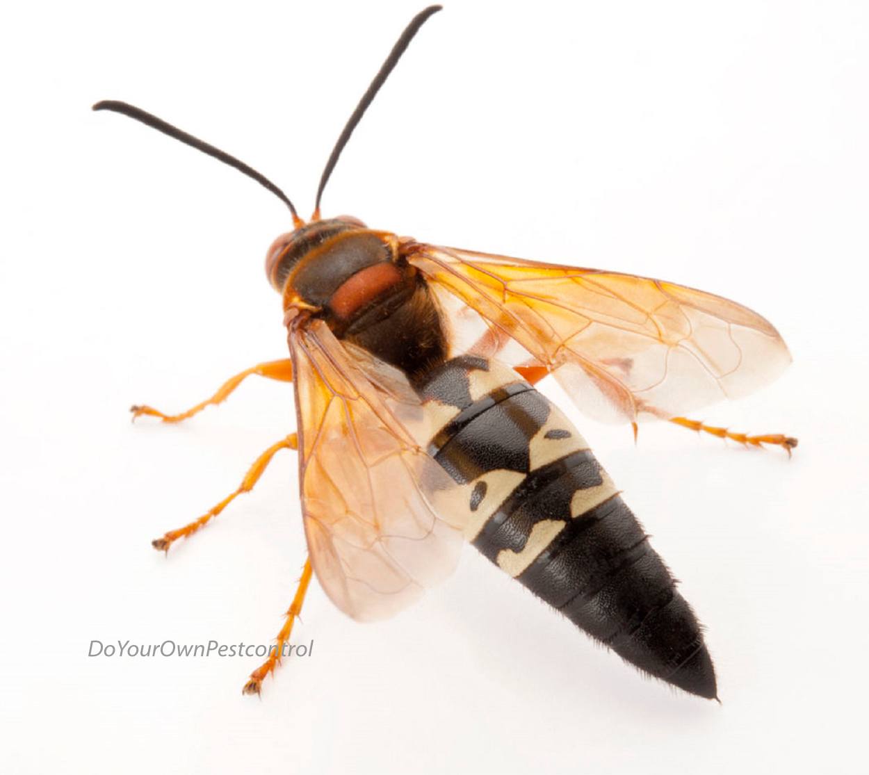Get Rid Of Cicada Killer Wasps With These Simple Solutions How to get rid of cicada killer wasp