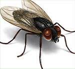 House flies are members of the family Muscidae.