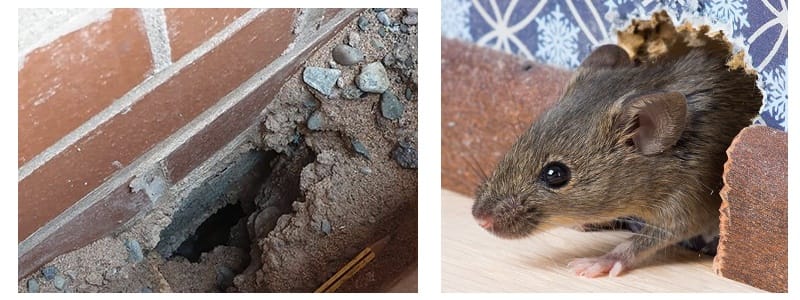 Rodent Exclusion and Sanitation