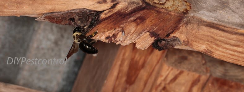 Carpenter Bee Signs and Identification