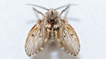 Moth flies (drain flies) are small fly species in the family Psychodidae