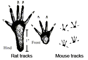 Norway Rat and House Mouse Tracks