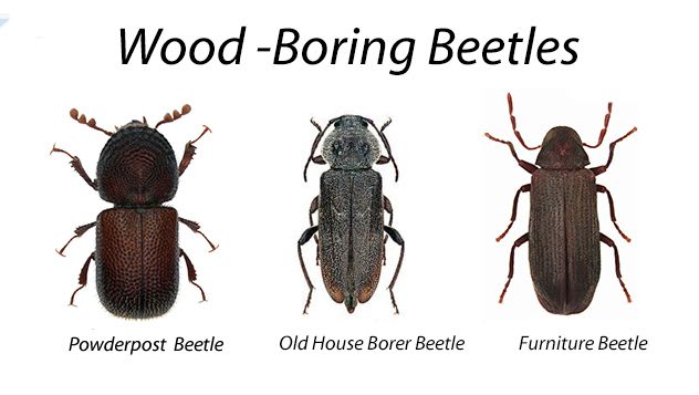 Wood boring beetles
